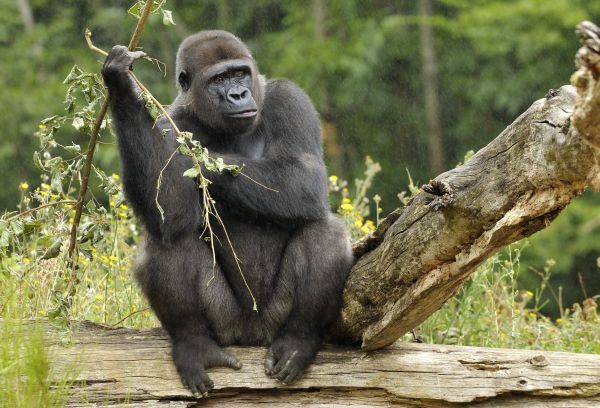 Congo