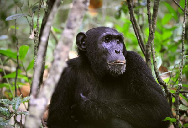 Congo