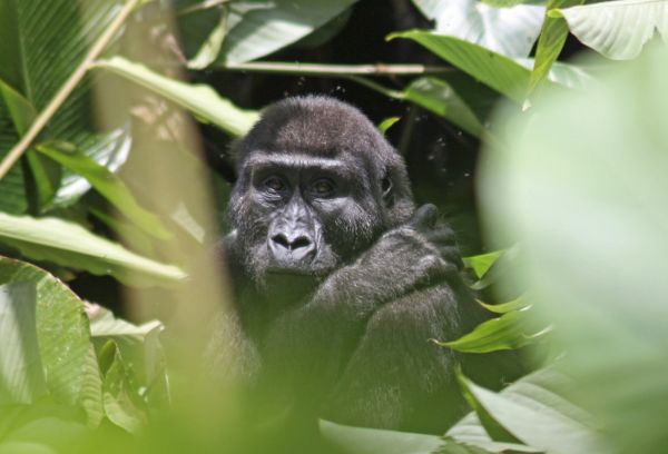 Odzala - Congo