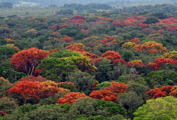Odzala - Congo