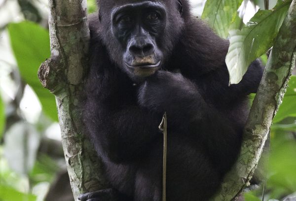 Congo