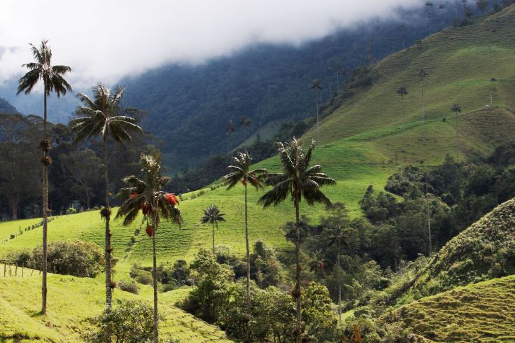 Vallée de Cocora - Quindio - Colombie