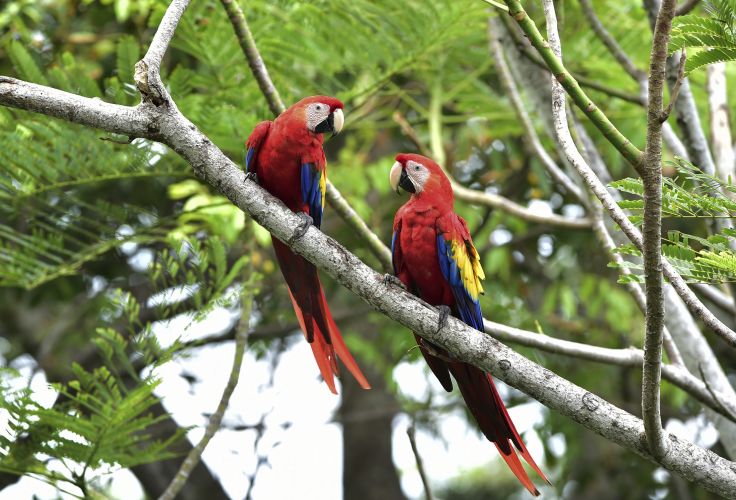 Parc national de Cahuita - Costa Rica