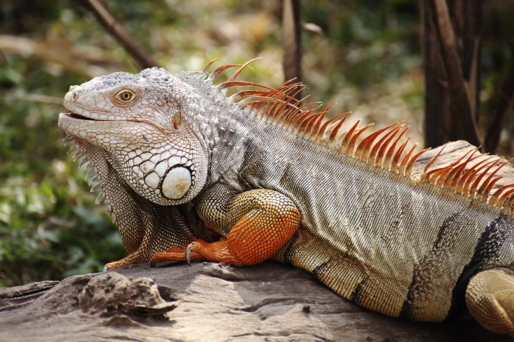 Région du fleuve Saraquipi - Costa Rica
