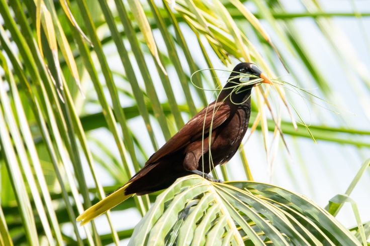 Costa Rica