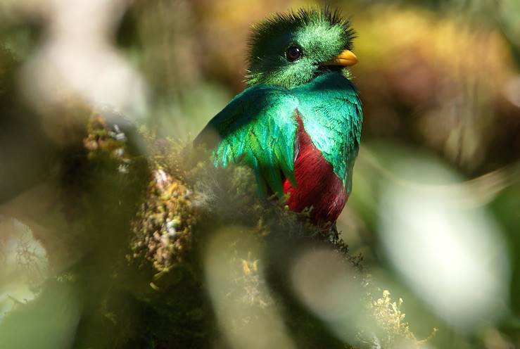 Quetzal