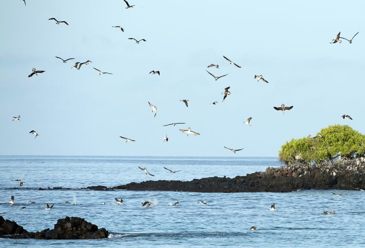 Ile de la Plata - Equateur