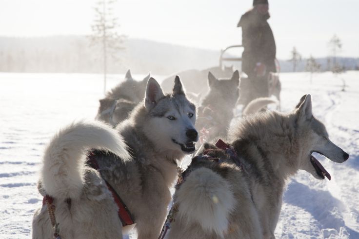Chiens de traineau à Olos - Laponie - Finlande