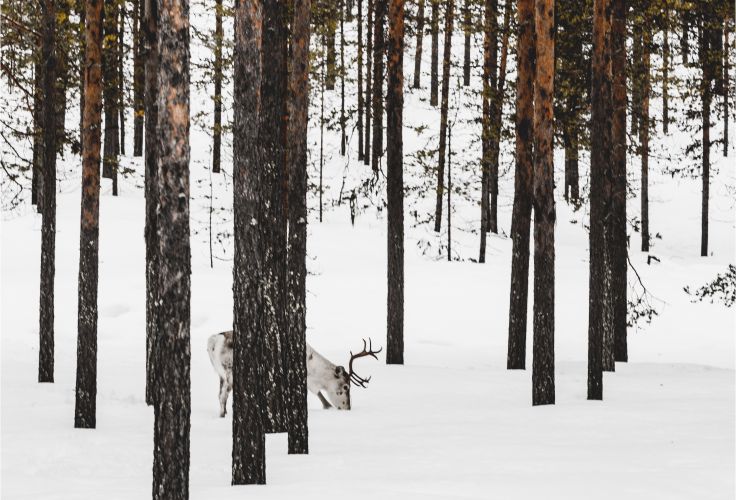 Äkäslompolo - Laponie - Finlande