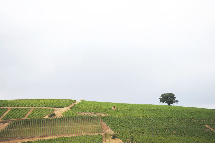 Beaujolais - France