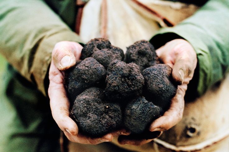 Truffes noires du Périgord - France