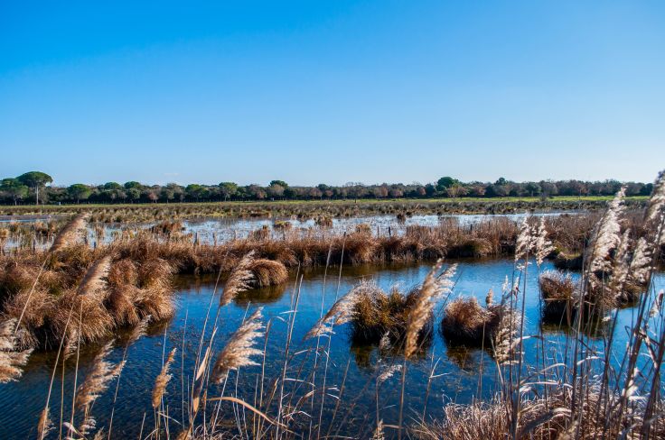 Parc naturel de Camargue - France