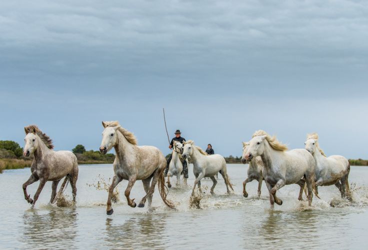 Parc naturel de Camargue - France