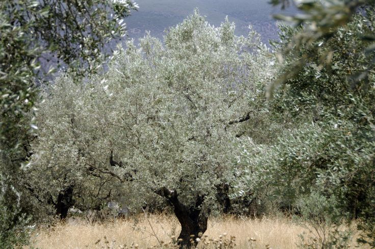 Nauplie - Péloponnèse - Grèce