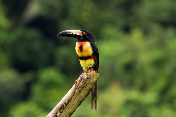 Belize
