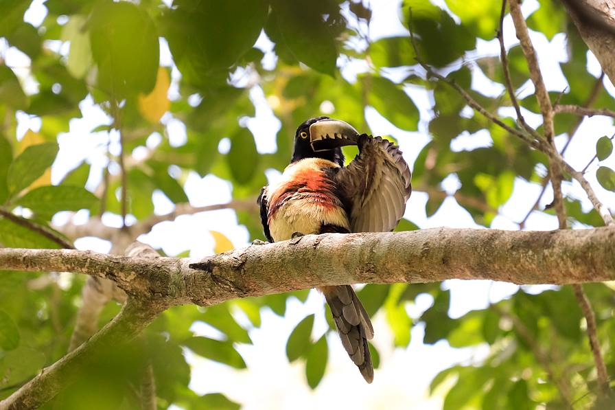 Tikal - Guatemala
