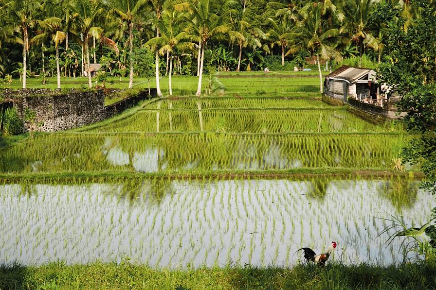 Ubud - Bali - Indonésie