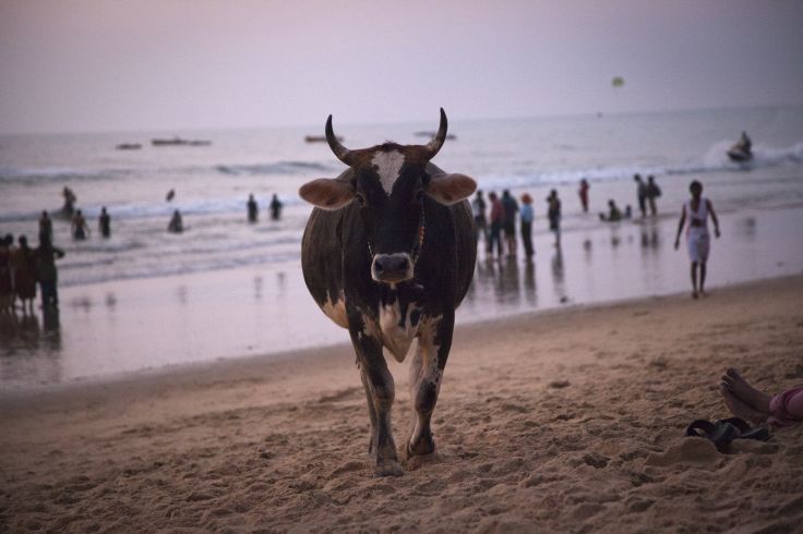 Goa - Inde
