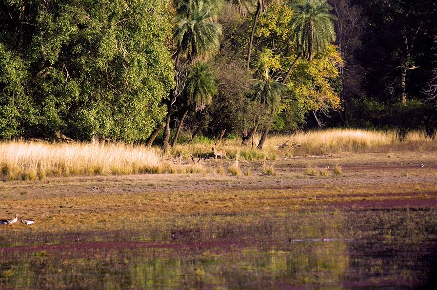Parc national de Ranthambore - Rajasthan - Inde