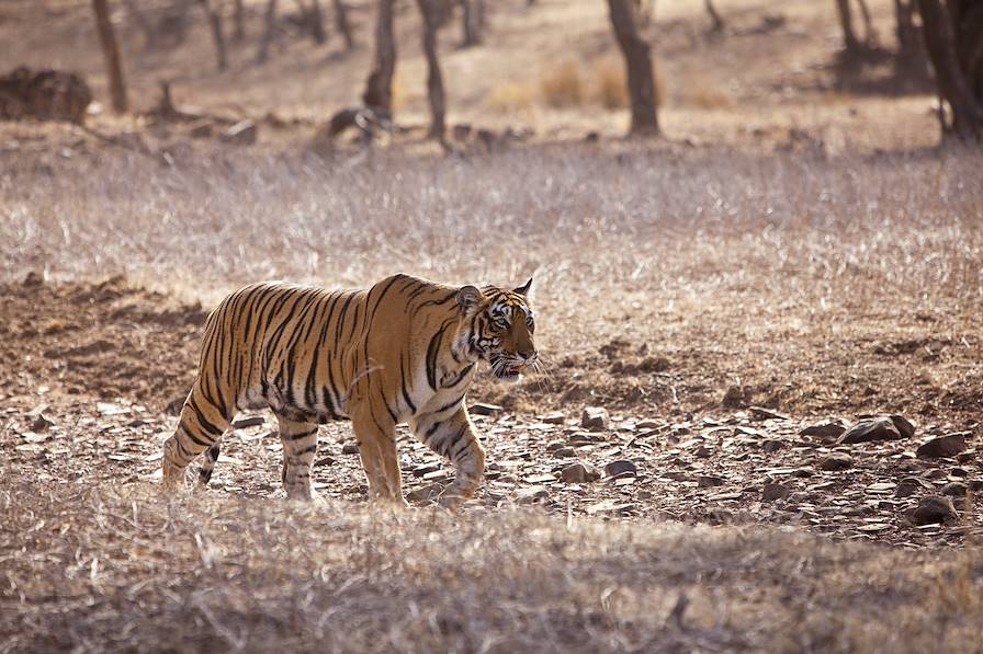 Parc national de Ranthambore - Rajasthan - Inde