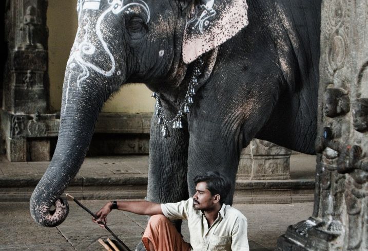 Temple de Minakshi - Madurai - Tamil Nadu - Inde