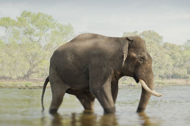 Karnataka - Inde