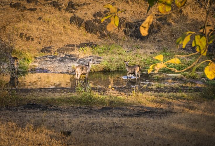 Parc national de Gir - Gujarat - Inde
