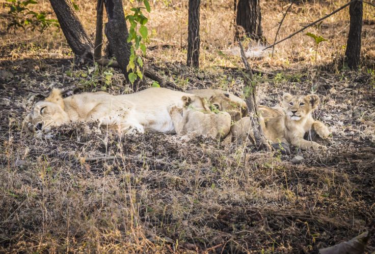 Parc national de Gir - Gujarat - Inde