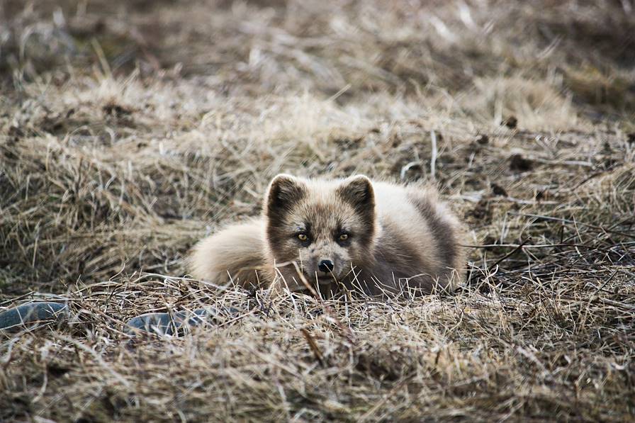 Renard arctique