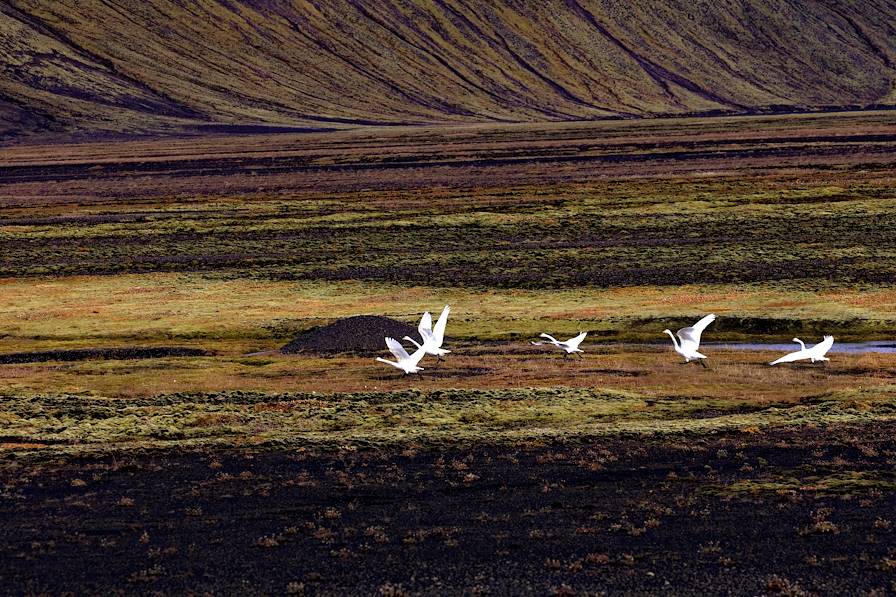 Islande
