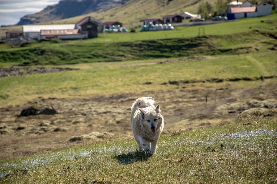 Skálafell - Hofn - Islande