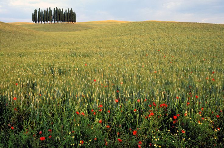 Paysage de Toscane - Italie