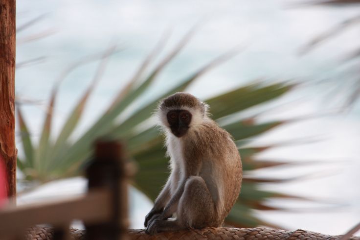 Côte de l'Océan Indien - Kenya