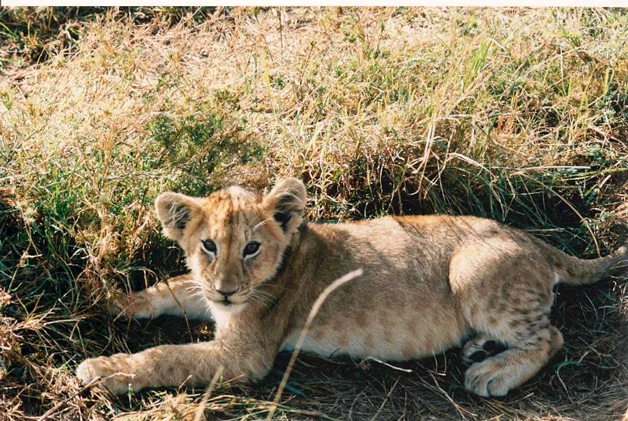 Réserve du Massai Mara - Kenya