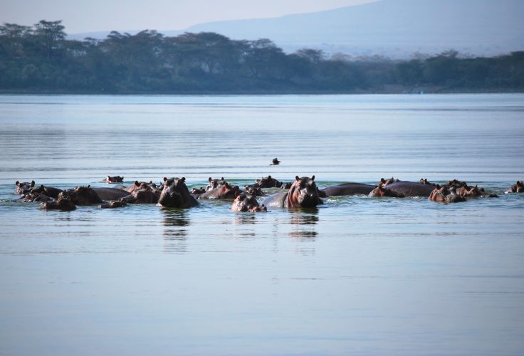 Réserve naturelle de la presqu'île de Crescent island - Kenya