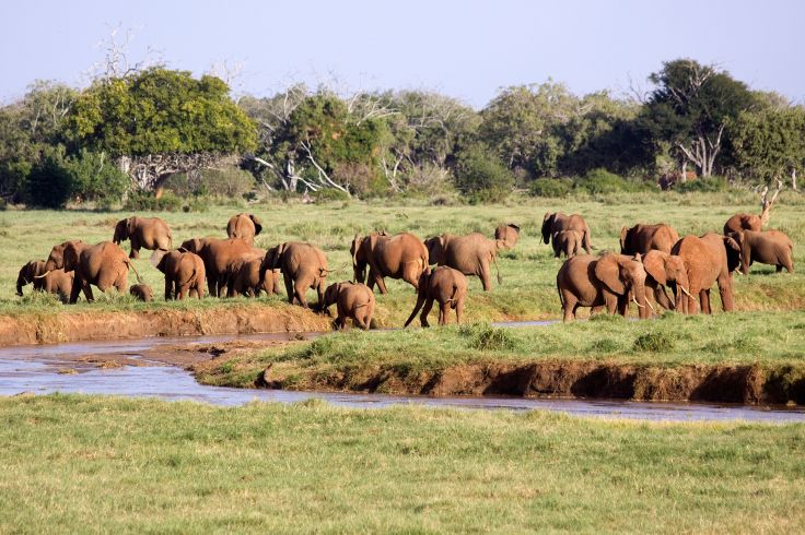 Voyage itinérant Kenya - Nairobi - Amboseli - Tsavo Ouest - Diani