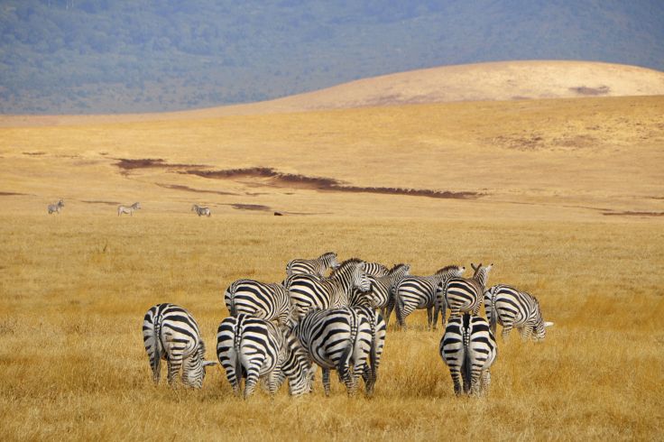Voyage itinérant Kenya - Nairobi - Amboseli - Tsavo Ouest - Diani