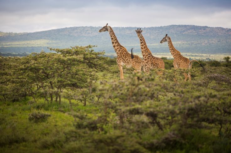 Massai Mara - Kenya