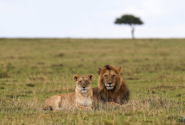 Réserve nationale du Masai Mara - Kenya