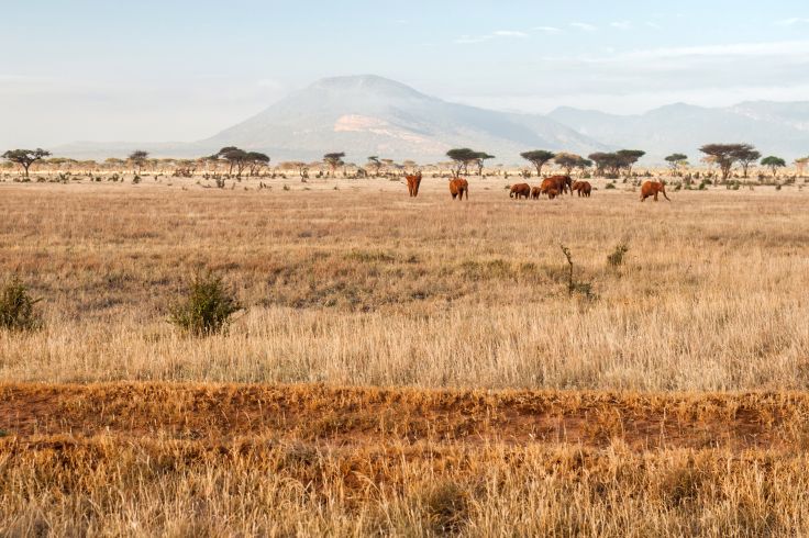 Voyage itinérant Kenya - Nairobi - Amboseli - Tsavo Ouest - Diani