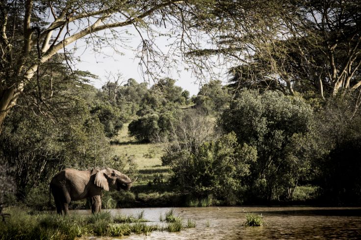 Laikipia - Kenya