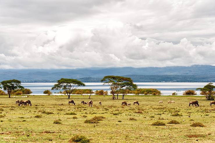 Lac Naivasha - Kenya