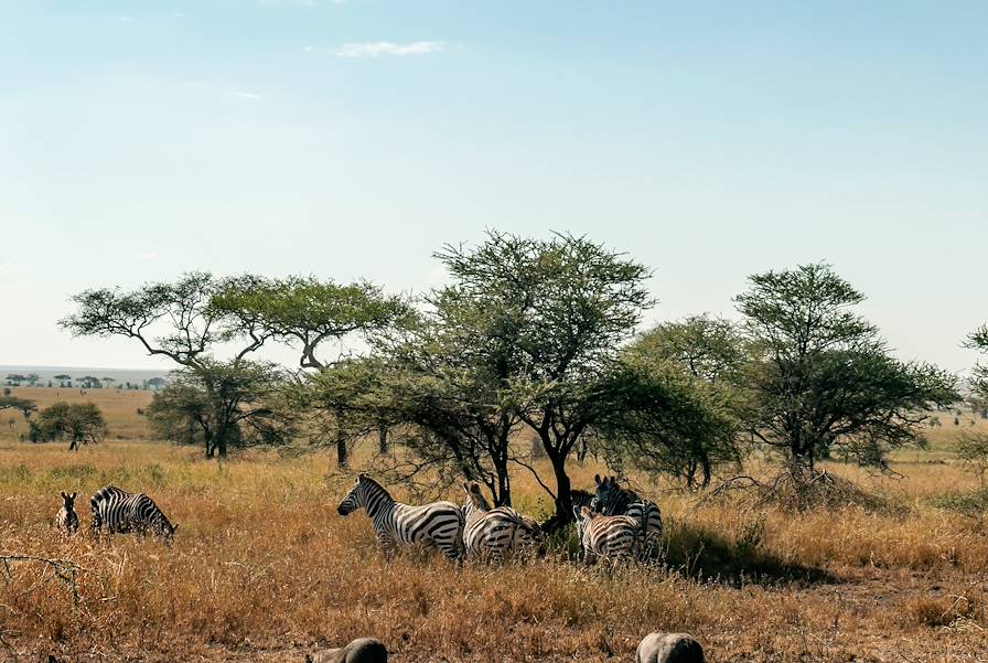 Zèbres - Kenya
