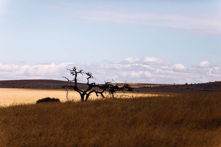 Laikipia - Kenya