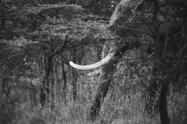Eléphant - Kenya