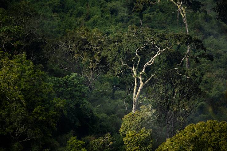 Parc national des Aberdares - Kenya