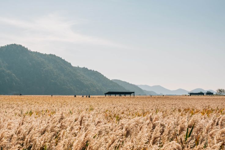 Baie de Suncheon - Jeolla du Sud - Corée du Sud