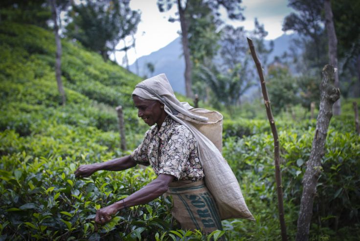 Voyage itinérant Sri Lanka - Mirissa - Wirawila - Nuwara Eliya - Colombo