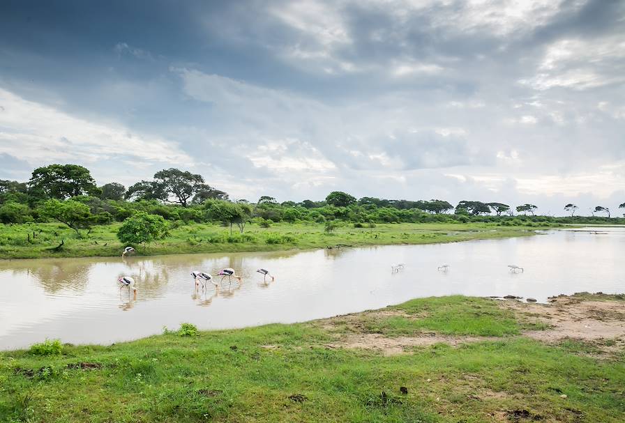Parc National de Yala - Sri Lanka