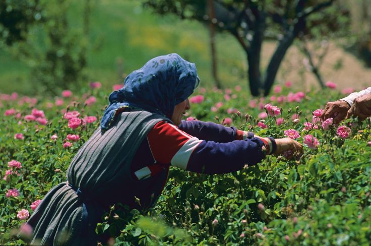 Vallée des Roses - Maroc